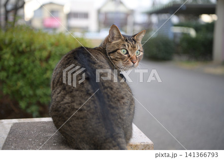 夕方散歩するキジトラ猫 夕方散歩するキジトラ猫 141366793