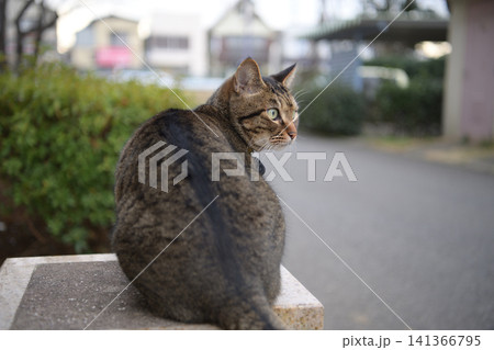 夕方散歩するキジトラ猫 141366795