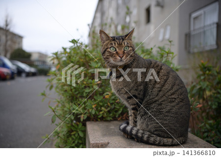 夕方散歩するキジトラ猫 夕方散歩するキジトラ猫 141366810