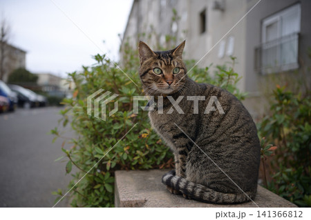 夕方散歩するキジトラ猫 141366812