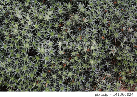 Top-Down View of a Dense Carpet of Spiky Star Shaped Green Succulent Rosettes Top-Down View of a Dense Carpet of Spiky Star Shaped Green Succulent Rosettes 141366824
