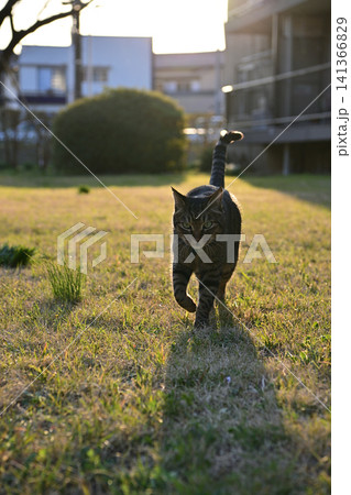 芝生の上のキジトラ猫 141366829
