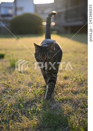 芝生の上のキジトラ猫 芝生の上のキジトラ猫 141366835