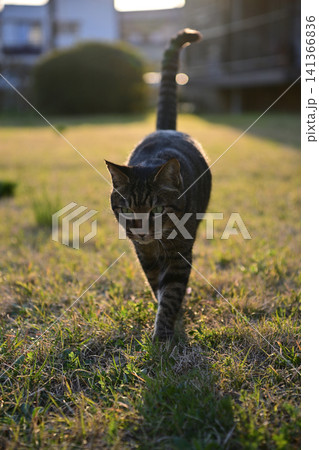 芝生の上のキジトラ猫 芝生の上のキジトラ猫 141366836