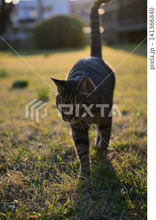 芝生の上のキジトラ猫 141366840