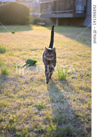 芝生の上のキジトラ猫 141366842
