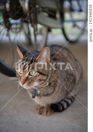 自転車置き場のキジトラ猫 141366858