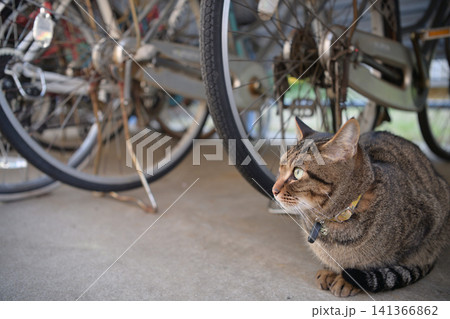 自転車置き場のキジトラ猫 自転車置き場のキジトラ猫 141366862