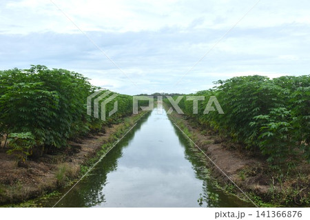 perspective of canal for watering plant in agricultue field with cloud and sky background perspective of canal for watering plant in agricultue field with cloud and sky background 141366876