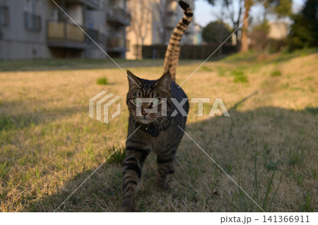 草叢のキジトラ猫 草叢のキジトラ猫 141366911