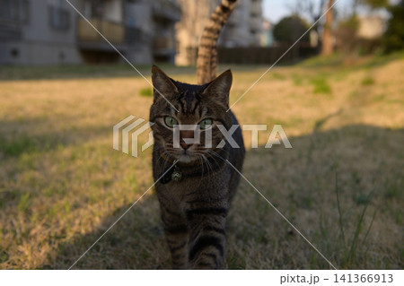草叢のキジトラ猫 141366913
