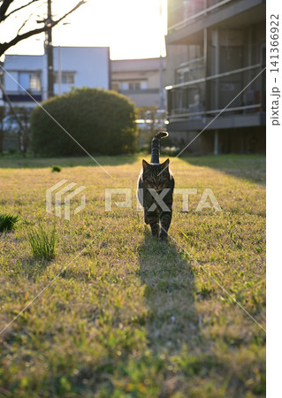 草叢のキジトラ猫 草叢のキジトラ猫 141366922
