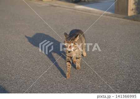 散歩中のキジトラ猫 散歩中のキジトラ猫 141366995