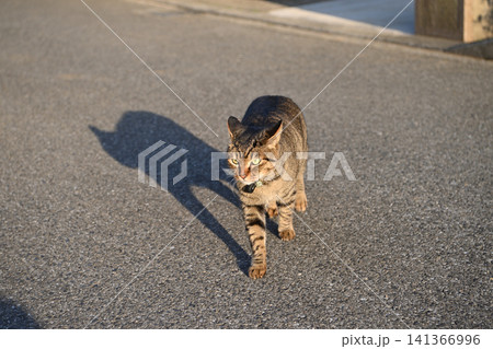 散歩中のキジトラ猫 散歩中のキジトラ猫 141366996