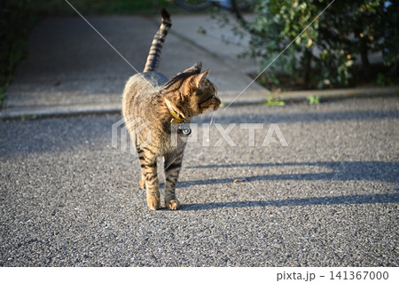散歩中のキジトラ猫 141367000