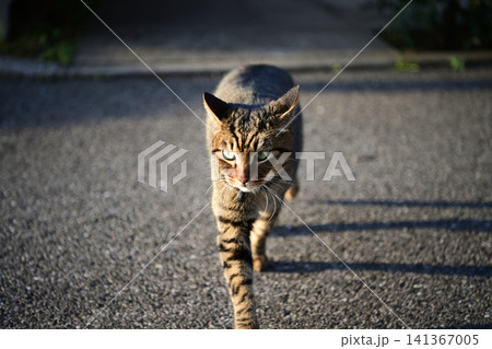 散歩中のキジトラ猫 141367005
