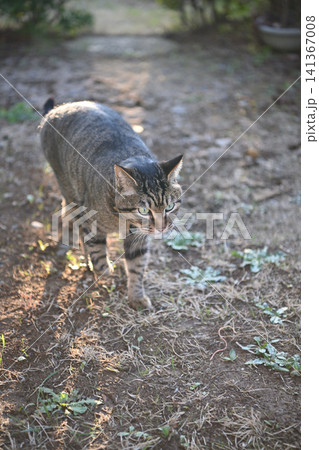 散歩中のキジトラ猫 141367008