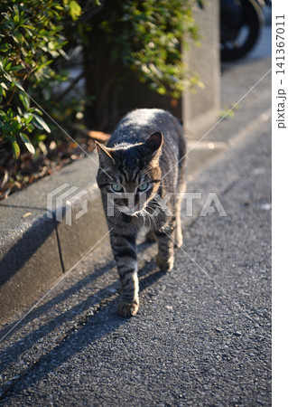 散歩中のキジトラ猫 散歩中のキジトラ猫 141367011