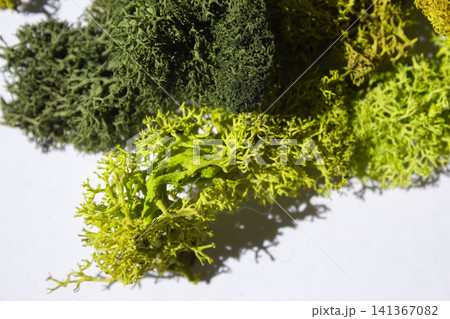 Green Scandia moss placed on a white background Green Scandia moss placed on a white background 141367082