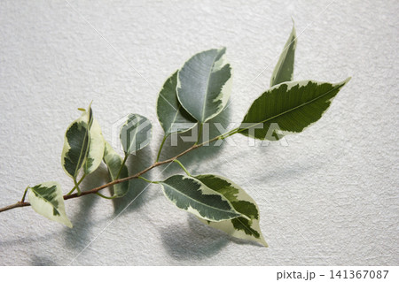 It is a branch of a variegated Benjamin tree. It is a branch of a variegated Benjamin tree. 141367087