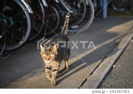 自転車置き場のキジトラ猫 自転車置き場のキジトラ猫 141367161