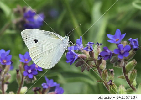 ラベンダータイムの花に吸蜜するモンシロチョウ ラベンダータイムの花に吸蜜するモンシロチョウ 141367187