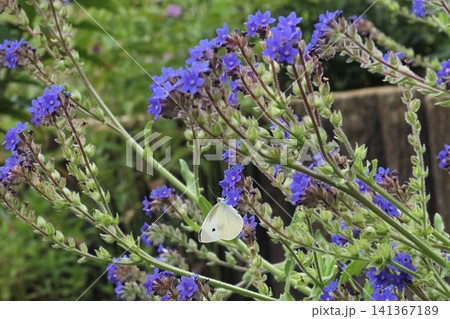ラベンダータイムの花に吸蜜するモンシロチョウ 141367189