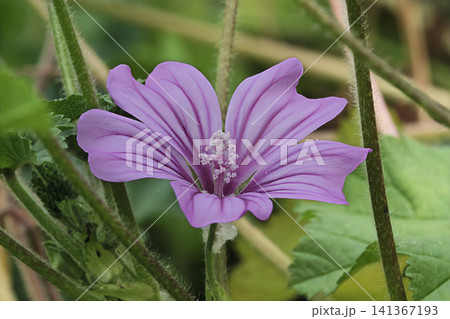 紫がかったピンク(薄紅色)の花びらがかわいいコモンマロウの花 紫がかったピンク(薄紅色)の花びらがかわいいコモンマロウの花 141367193