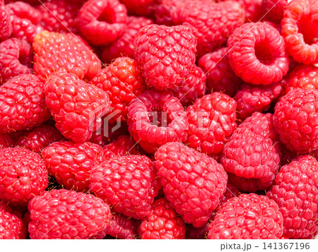 Full-Frame Close-Up of Fresh Ripe Raspberries Full-Frame Close-Up of Fresh Ripe Raspberries 141367196