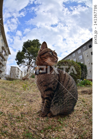 芝生の上のキジトラ猫 芝生の上のキジトラ猫 141367786