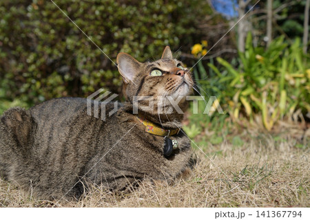 芝生の上のキジトラ猫 芝生の上のキジトラ猫 141367794