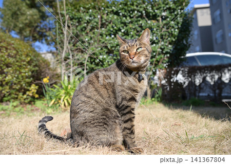 芝生の上のキジトラ猫 141367804