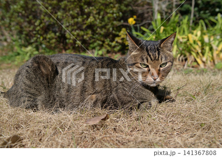 芝生の上のキジトラ猫 141367808