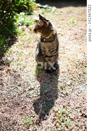芝生の上のキジトラ猫 芝生の上のキジトラ猫 141367822