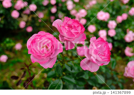 薔薇園に紫の薔薇の花が咲いています 薔薇園に紫の薔薇の花が咲いています 141367899