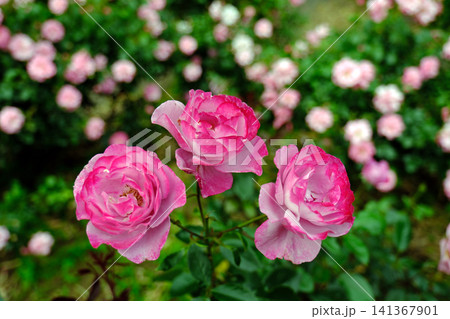 薔薇園に紫の薔薇の花が咲いています 薔薇園に紫の薔薇の花が咲いています 141367901