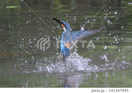 水面にダイブした後に池から飛び出すカワセミ 141367945