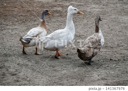 Three domestic fowl, a white crested duck and two others, walk on a dirt ground outdoors in natural light Three domestic fowl, a white crested duck and two others, walk on a dirt ground outdoors in natural light 141367976