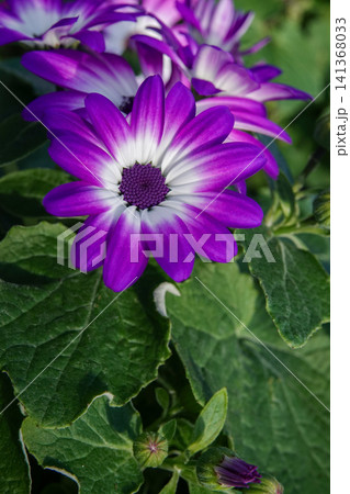 Vibrant Purple and White Senetti Flower Blossom in Natural Garden Setting with Green Foliage, Close-Up View Vibrant Purple and White Senetti Flower Blossom in Natural Garden Setting with Green Foliage, Close-Up View 141368033