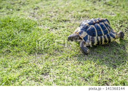 公園を散歩する東ヘルマンリクガメ 公園を散歩する東ヘルマンリクガメ 141368144