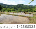 棚田の田植え 141368328