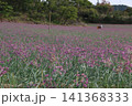 ラッキョウの花 141368333