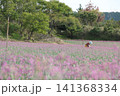 ラッキョウの花 141368334