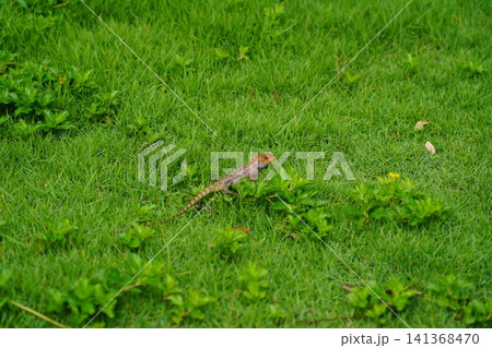Changeable Lizard Resting in Lush Green Grass Field 141368470