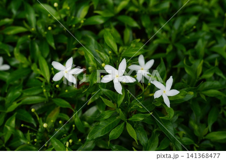 Beautiful White Pinwheel Flowers Green Foliage 141368477