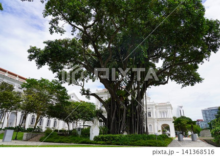 Giant Banyan Tree with Aerial Roots by White Architecture Giant Banyan Tree with Aerial Roots by White Architecture 141368516