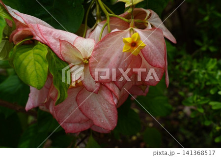 Vibrant Pink Mussaenda Flowers Tropical Garden Bloom 141368517