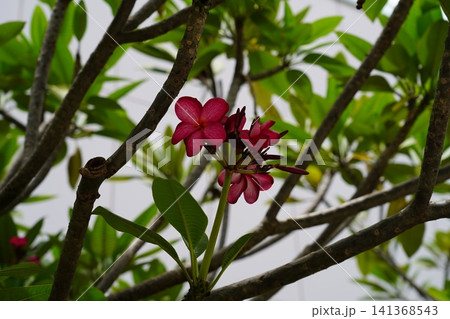Vibrant Pink Frangipani Blossoms on a Tree Branch Vibrant Pink Frangipani Blossoms on a Tree Branch 141368543