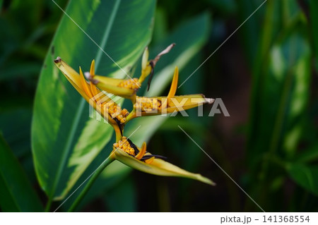 Tropical Heliconia Flower Close Up in Garden Tropical Heliconia Flower Close Up in Garden 141368554