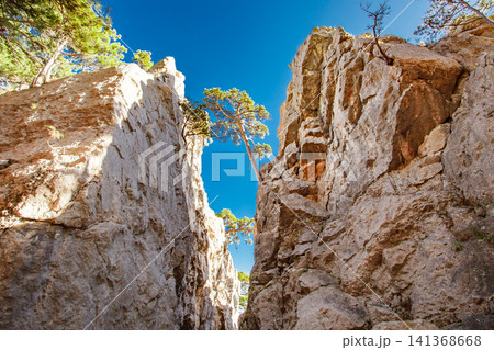 rock fault and growing pines 141368668